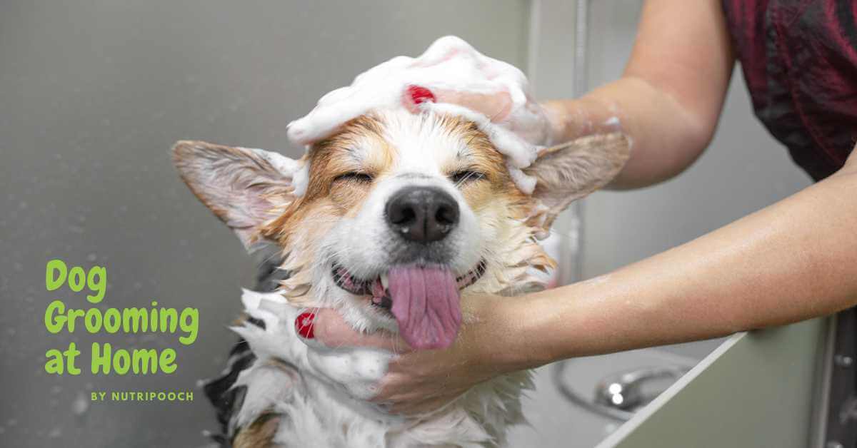 Grooming your dog at home: Do's and Don'ts