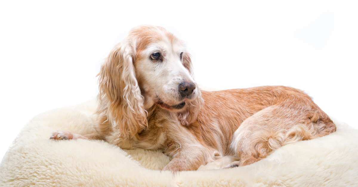 Arthritis in Dogs