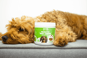 Probiotic Soft Chews -